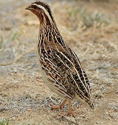 Бөднө (Наран бөднө)