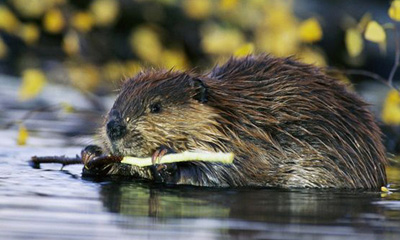 Төв Азийн минж (Castor fiber birulai Serebrennikov, 1929)