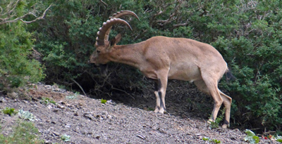 Янгир ямаа (Capra sibirica Pallas, 1776)