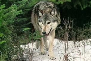 Чоно (Canis lupus, Linnaeus 1758)