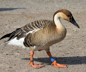 Галуу (Хошуу галуу)