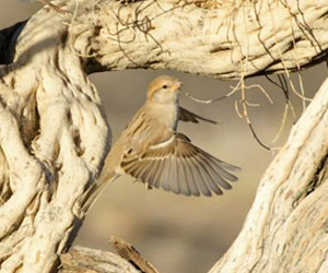 Боршувуу (Загийн боршувуу)