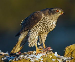 Харцага (Үлэг харцага, Үлэг харцгай)