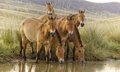 Тахь адуу (Equus przewalski Ploiakov, 1881)