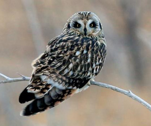 Гуйванга (Хулгар гуйванга)