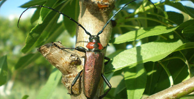 Дорнын заарт эвэрт цох (Aromia moschata orientalis Plavilstshikov, 1932)
