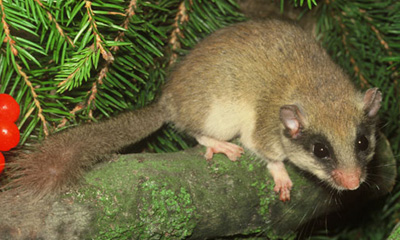 Ойн унтаахай (Dryomys nitedula Pallas,1778)