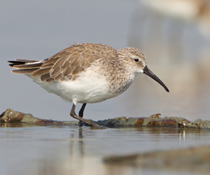 Элсэг (Хадуур элсэг)  