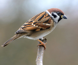 Боршувуу (Оронгийн боршувуу)