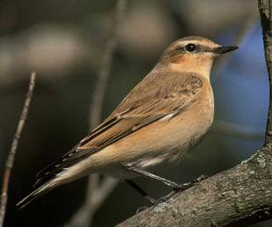 Чогчиго (Адууч чогчиго)