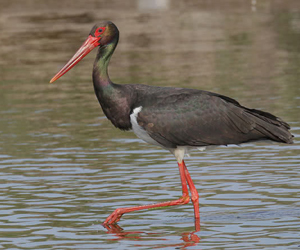 Өрөвтас (Хар өрөвтас)