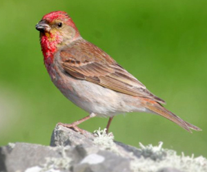 Бужмар (Улаавар бужмар)  