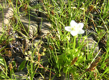 Намгийн Дүндэггарав