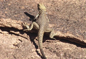 Замба гүрвэл