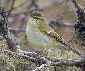 Дуучшувуу (Ногоовтор дуучшувуу)