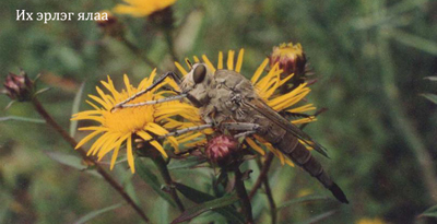 Их эрлэг ялаа (Satanas gigas Eversmann, 1854)