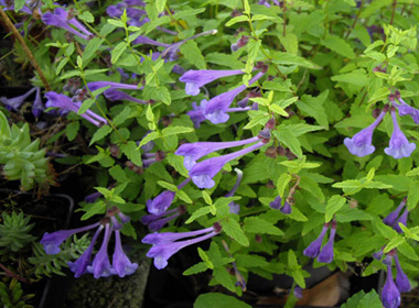 Зүрхэн гүүн хөх