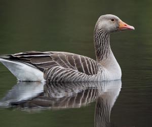Галуу (Бор галуу)