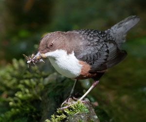 Харзлай (Гялаан омруут харзлай)