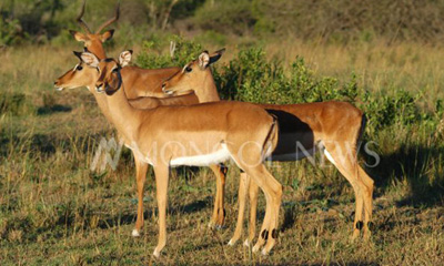 Бор гөрөөс (Capreolus pygargus Pallas, 1771)