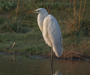 Дэглээ (Цасч дэглээ)