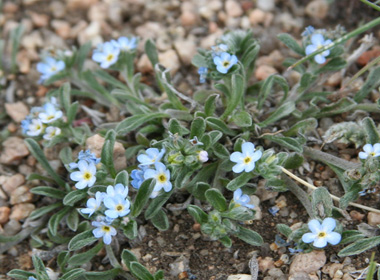 Хадны бөгтөргөнө