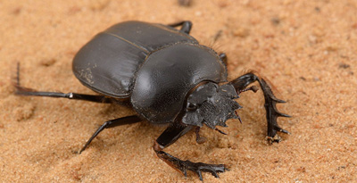 Шүтээн цох (Scarabaeus typhon)