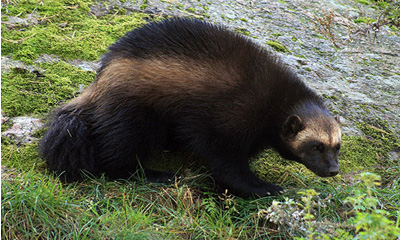 Нохой зээх (Gulo gulo, Linnaeus, 1758)