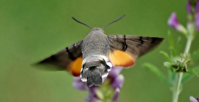 Эгэл хошуулаг шумбуур (Macroglossum stellatarum Linnaeus,1758)