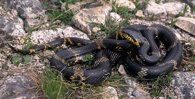 Хар мөрний цариг могой