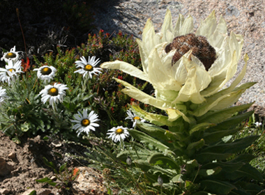 Вансэмбэрүү