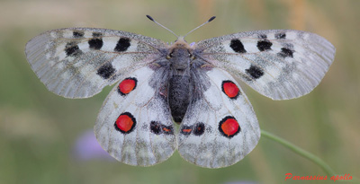 Аполлон (Parnassius apollo Linnaeus, 1758) 