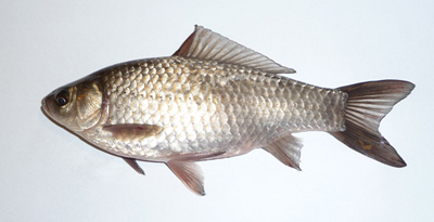 Дархадын цагаан загас