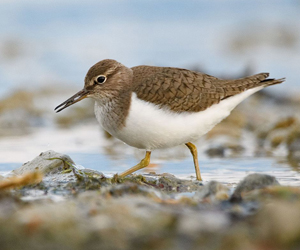 Хөгчүү (Эгэл хайргын хөгчүү)