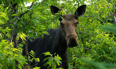 Хар мөрний молцог хандгай (Alces alces cameloides Milne-Edwards, 1867)