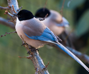Шаазгай (Цэнхэр цанцаахай)