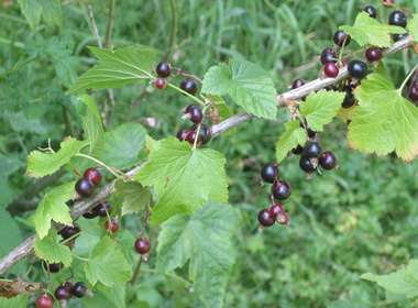 Үхрийн нүд - Хар улаагана