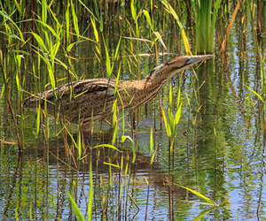 Бухшувуу (Усны бухшувуу)