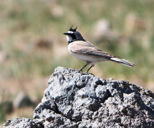 Болжмор (Шоорон эвэртболжмор)