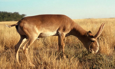 Соргог бөхөн (Saiga tatarica tatarica Linnaeus, 1766)