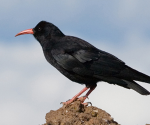 Хэрээ (Улаанхушуут жунгаа)