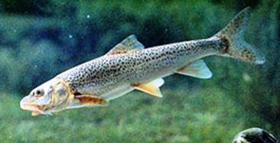 Алтайн сугас 