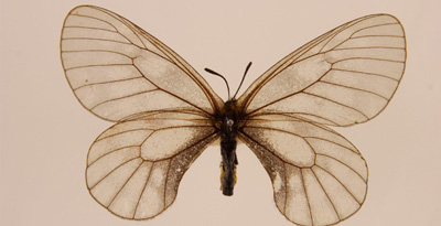 Штуббендорфын дэвүүр (Parnassius stubbendorfi Menetries, 1848)