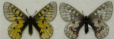 Эверсманны дэвүүр (Parnassius eversmanni Menetries, 1849)