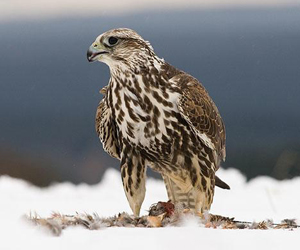 Шонхор (Идлэг шонхор)