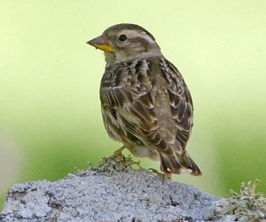 Боршувуу (Хадны боршувуу)