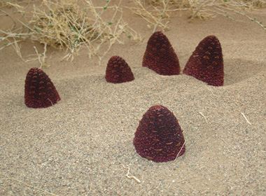 Зүүнгарын гоёо - Улаан гоёо