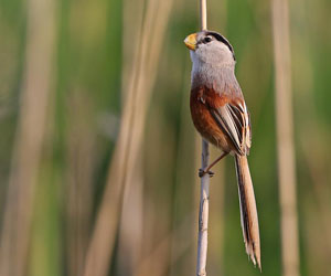 Хургач бор (Бахимхушуу хургач, Хургач бор) 