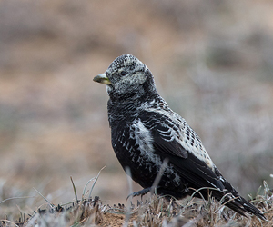 Болжмор (Харалдай)