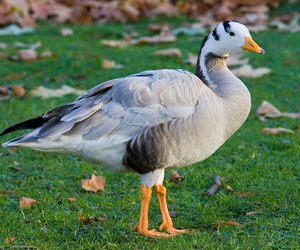 Галуу (Хээрийн галуу)